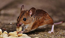 24 Hour & Emergency Exterminators in Arkansas Post National Memor, AR